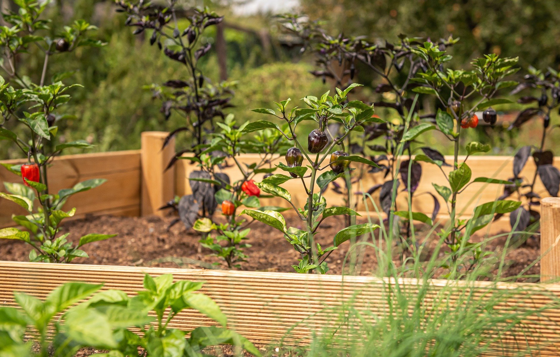 Hochbeet Pflanzen Gartenbau
